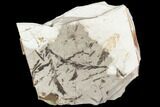Metasequoia Fossil Plate - Cache Creek, BC #110904-1